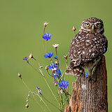 Little owls